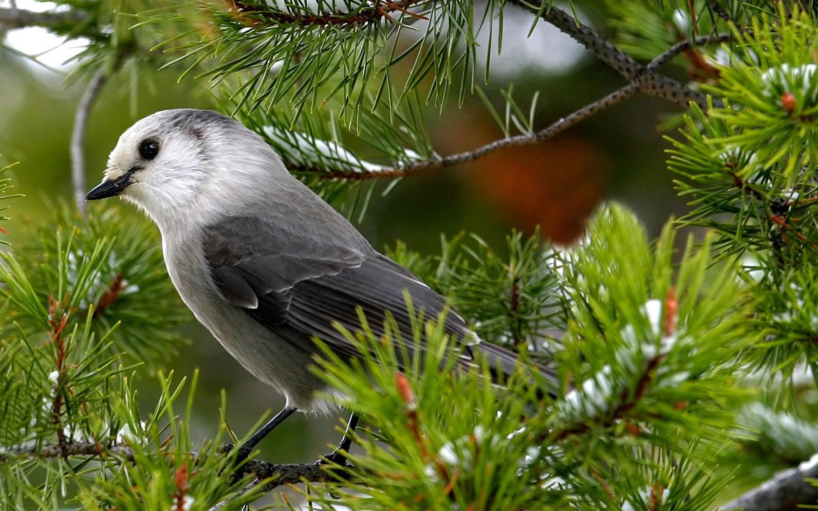 montagne sur la branche épinette gris rossignol oiseau belle vue pin neige à plumes