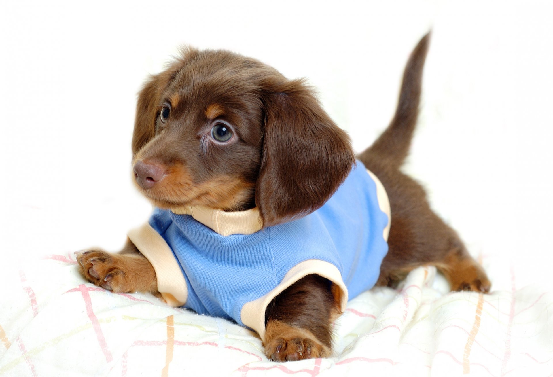 puppy in a shirt blue baby puppies dogs look