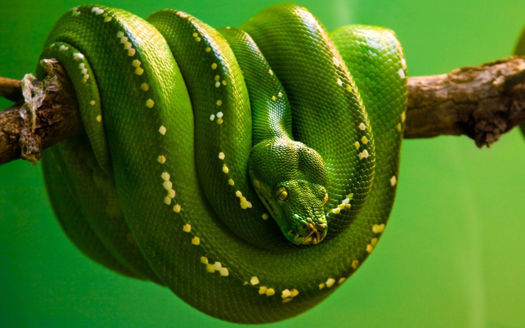 in attesa della vittima serpente boa verde ramo plazuna sguardo occhi