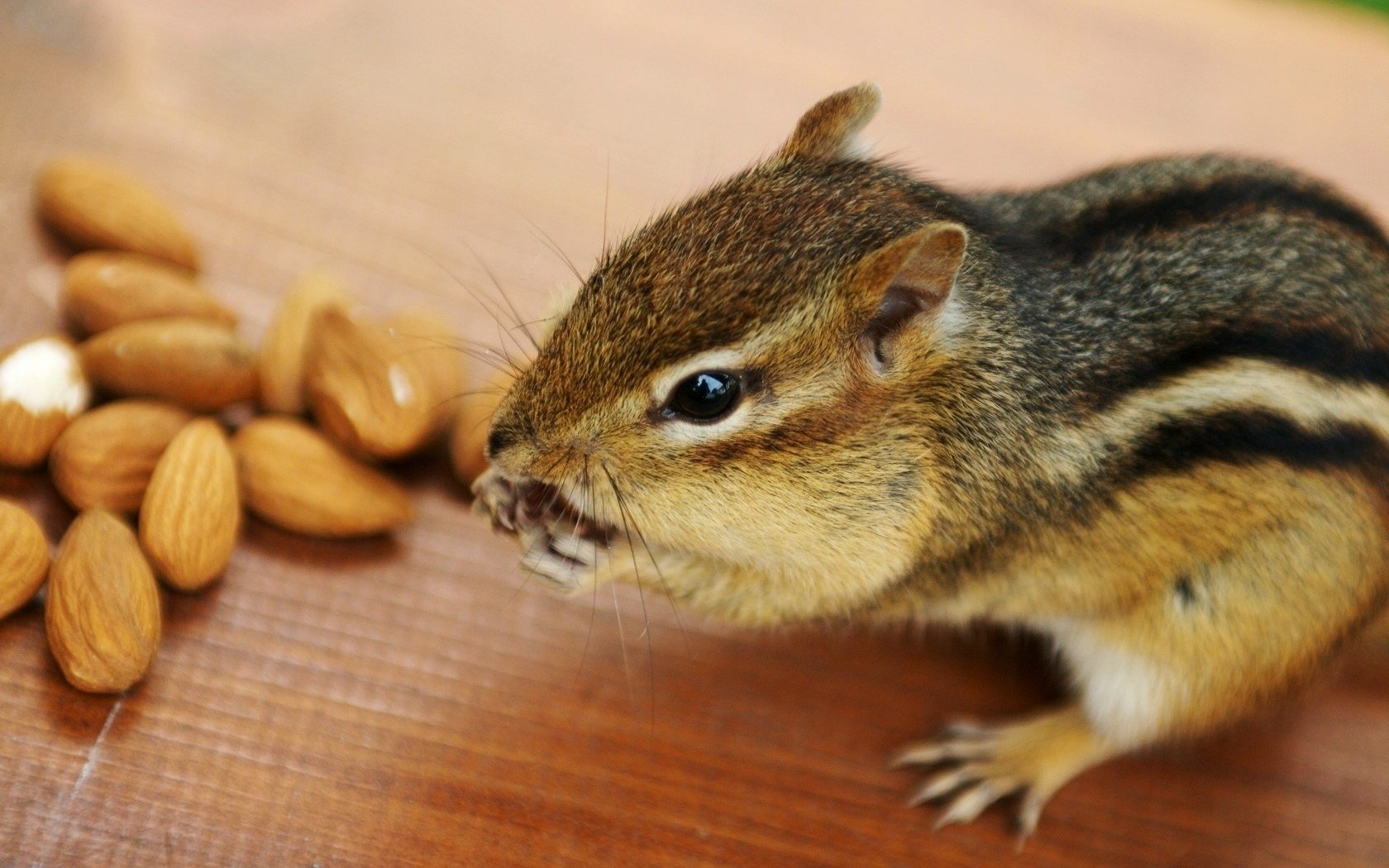 almond nuts animal chipmunk nibbles on the table rodents nuts eye