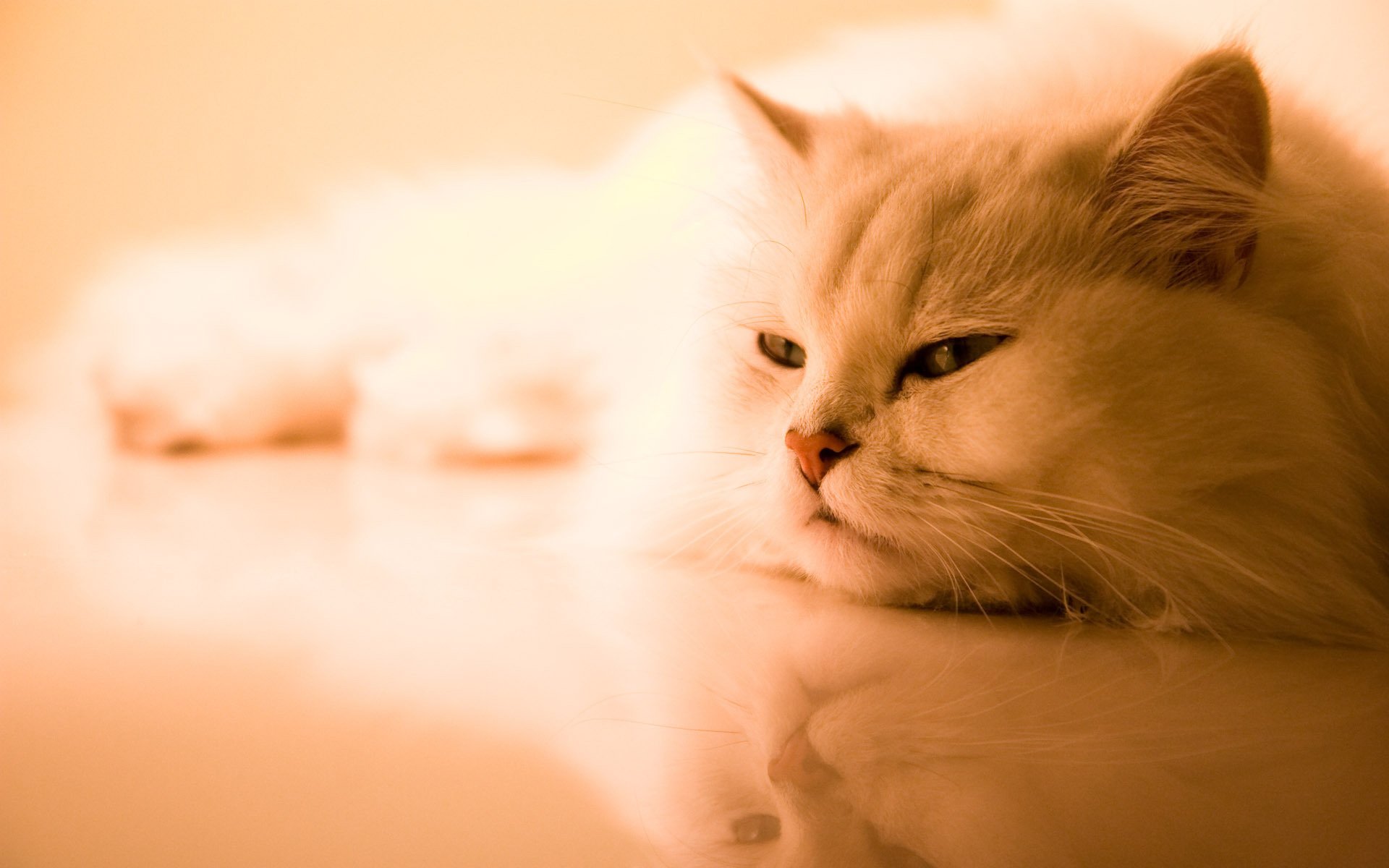 flauschige pfote katze weiß tiere katze blick augen