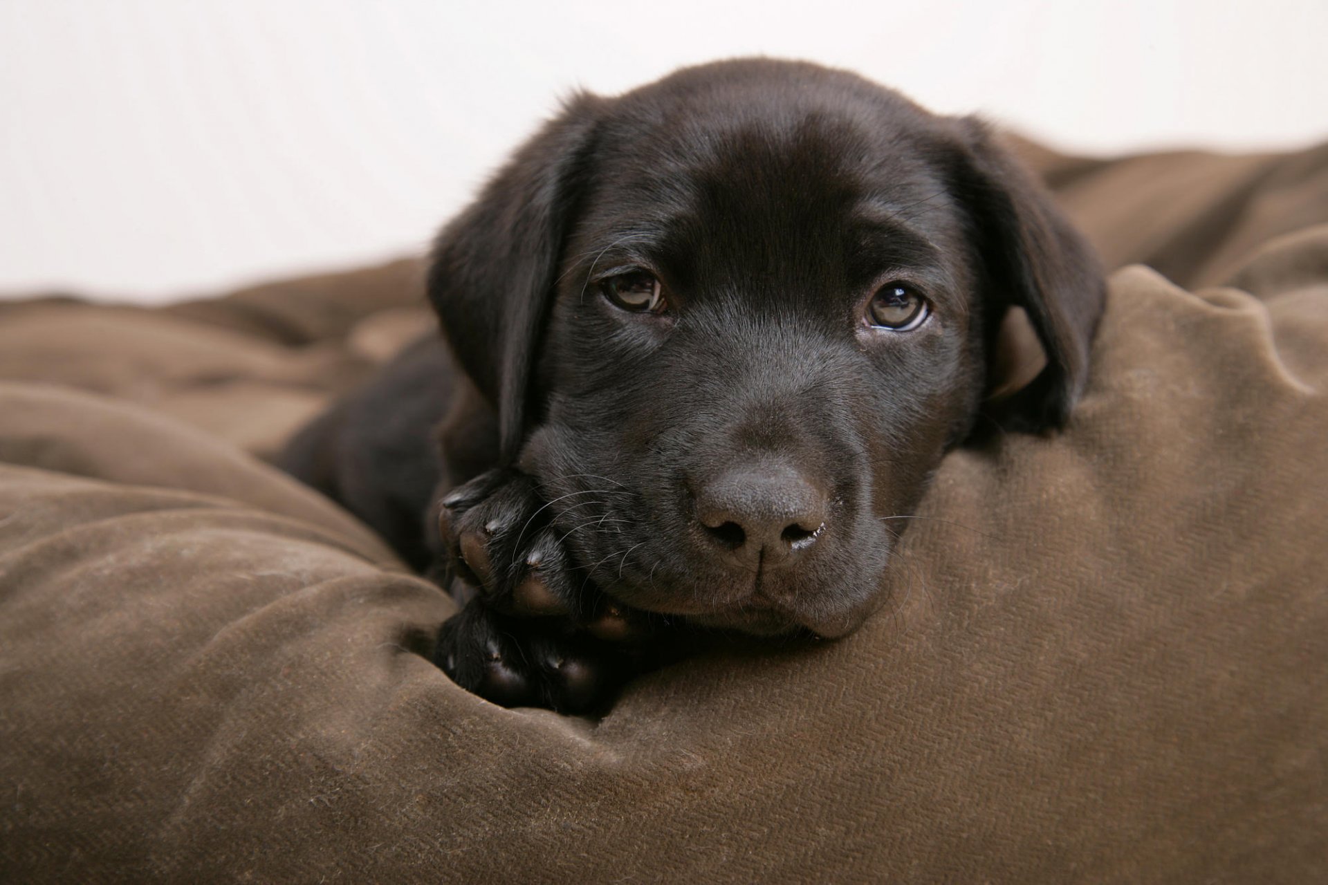 black color puppy calm eyes dogs puppies look