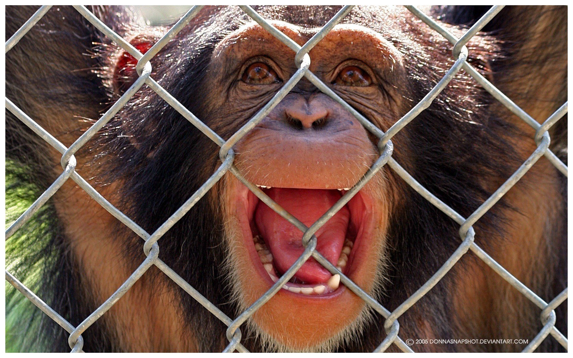 macaco grito hocico rejilla vista ojos