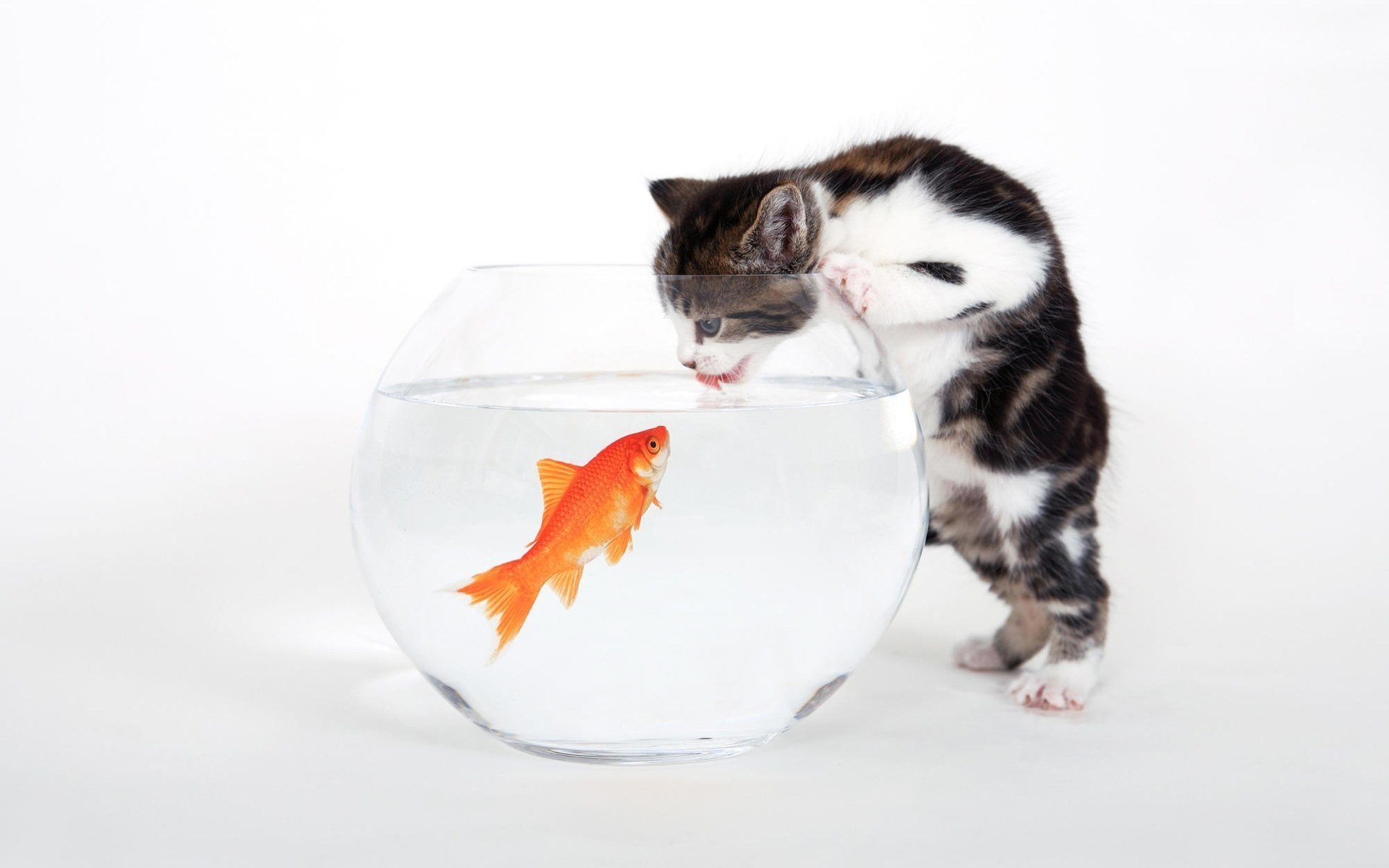 cat white breast goldfish animals feline white background