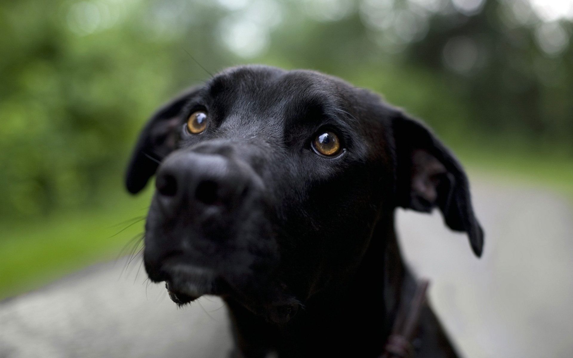 cute doggie good eyes black dogs look