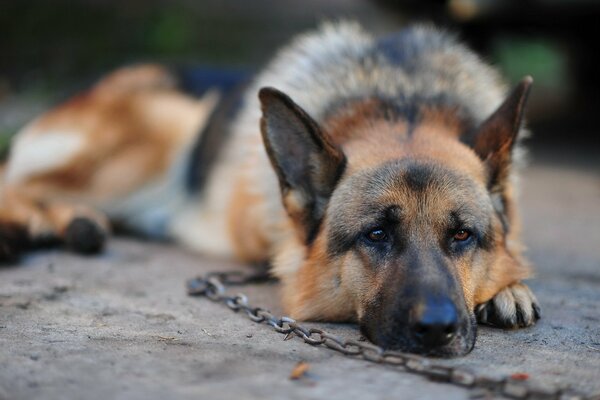 Sad shepherd dog on a chain