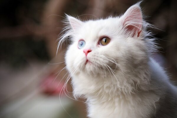 A white fluffy with multicolored eyes