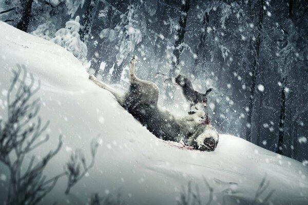 La liebre y el lobo en la lucha