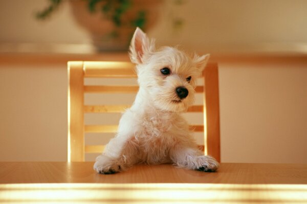 A white puppy is sitting behind a chair