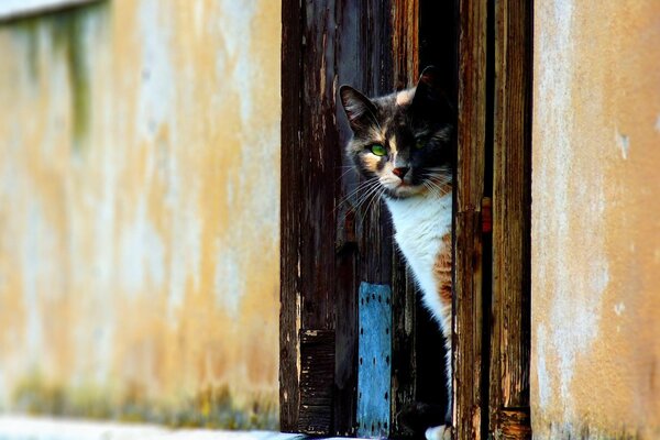 A multicolored cat looks out from behind the door