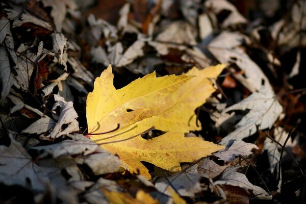 Les derniers jours de la feuille jaune