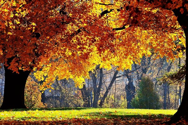 Drzewa o żółtych liściach owinięte jesiennym słońcem