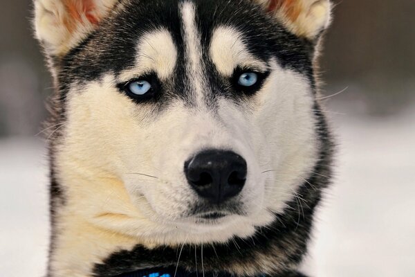 Husky au charbon surpris avec un collier électronique autour du cou