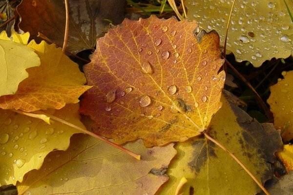 Tränen des Herbstes auf gelben Blättern