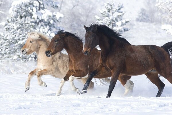 Trois chevaux courent dans la neige