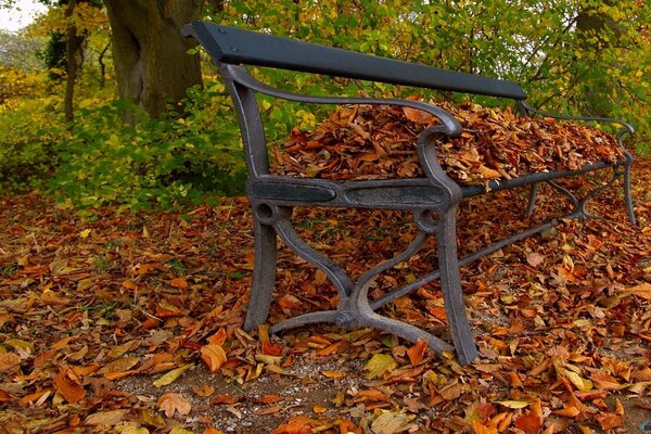 Banc de fer parsemé de feuillage d automne