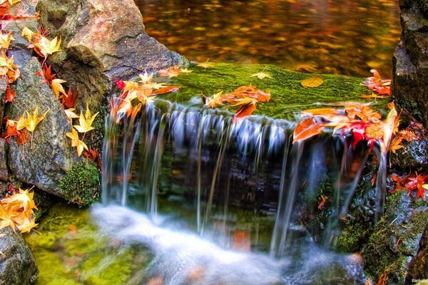 Cascada que fluye sobre el fondo de las hojas de colores otoñales