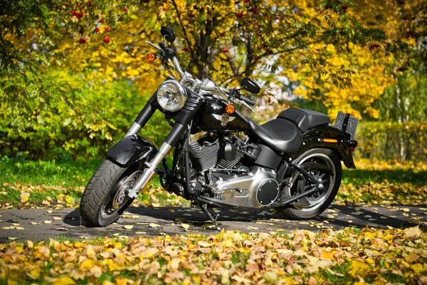 Harley davidson on the background of autumn foliage