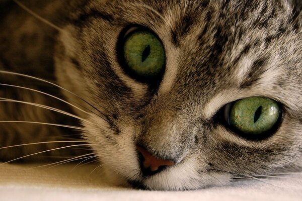 La mirada de ojos de gato verde en una cara linda