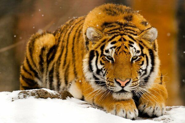 Tygrys leżał na śniegu. Spadają płatki śniegu. A