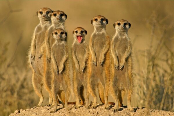 A cute family of marmots are watching