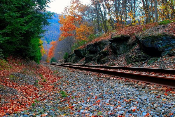 Eisenbahn entlang des Herbstwaldes