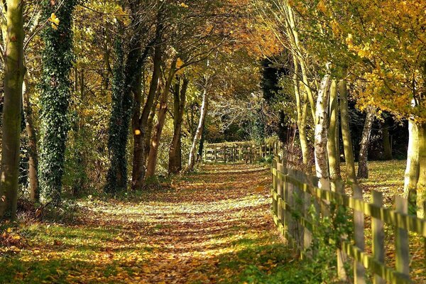Valla de madera a lo largo del camino de otoño