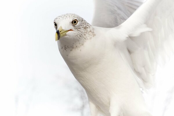 La gaviota blanca flota en el aire