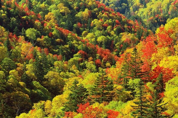 Vista del bosque de otoño desde las rocas. Belleza del otoño