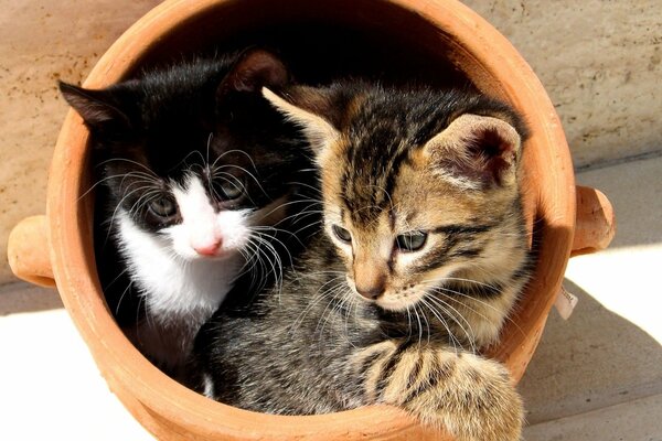 Deux chatons dans un pot noir et blanc et rayé