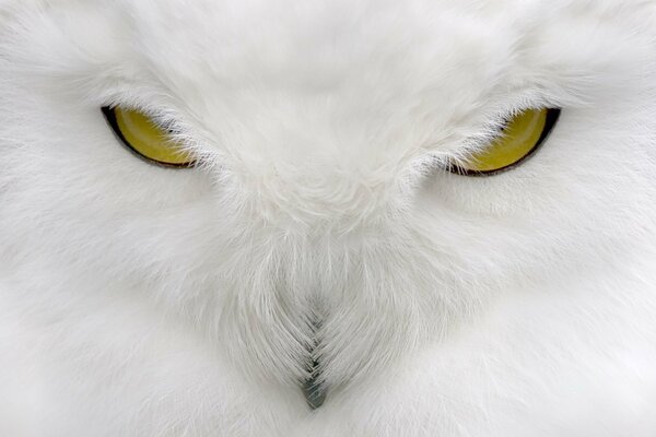 Hibou yeux jaunes, plumes duveteuses blanc