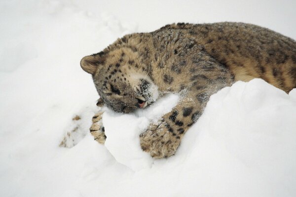 Léopard des neiges prédateur se trouve sur la neige KIS-KIS-miaou-miaou