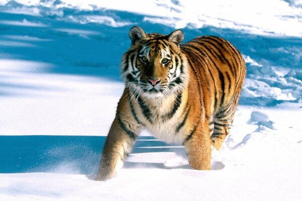 Striped handsome tiger walks through snowdrifts