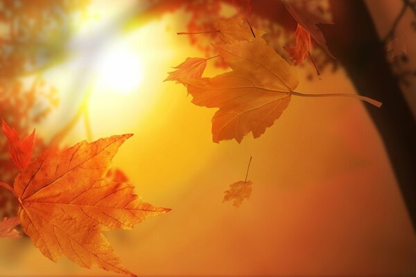 Floating leaves on the background of the autumn sun