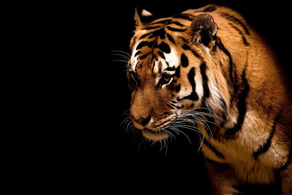 Un tigre con una mirada depredadora sobre un fondo negro