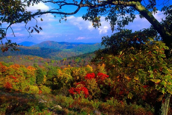 Arbustes et arbres d automne sur fond de montagnes vallonnées