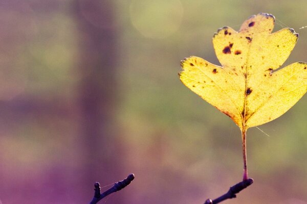 Herbstblatt bei sonnigem Wetter