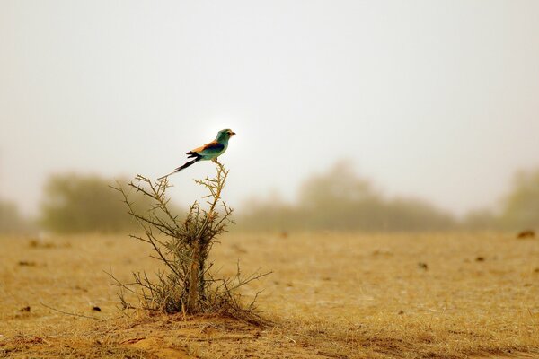 Oiseau multicolore sur un buisson sec désert