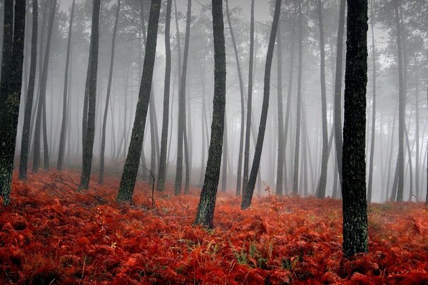 Ein Gespenst. Nebel. Geheimnis und Schönheit