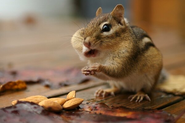 Chipmunk parsimonioso e noci