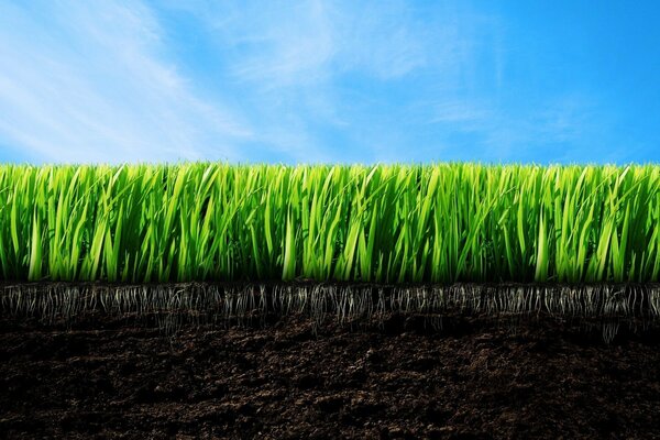 A field of green grass with a blue sky