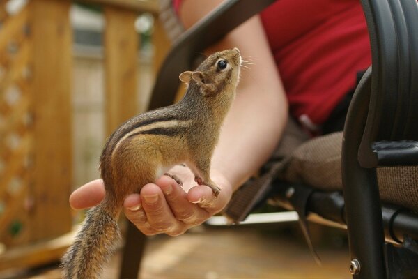 Cute Chipmunk on the arm