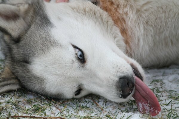 Husky herumalbert im Schnee