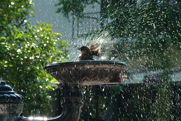 Un pájaro se baña en una fuente y salpica gotas de agua