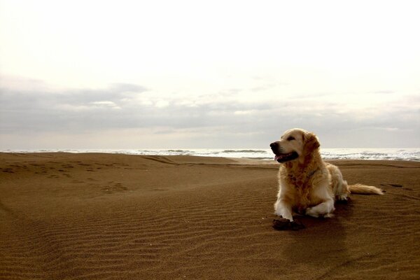 Golden Retriever sulla spiaggia