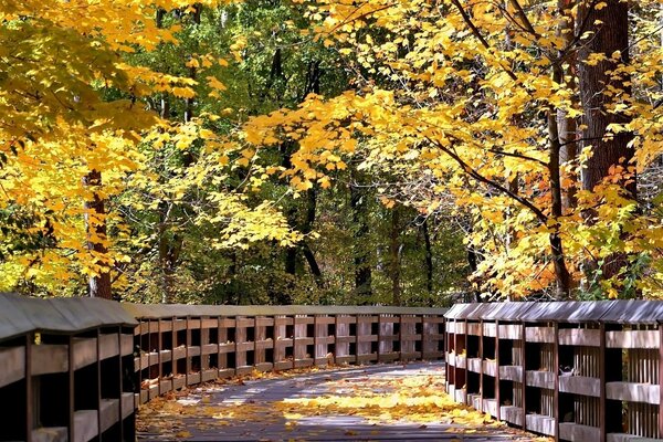 Holzbrücke im Wald unter Herbstbäumen