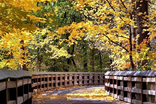 Puente de madera en el bosque entre los árboles de otoño