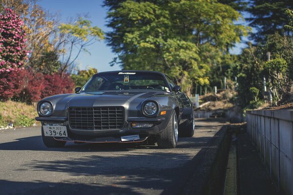 A dark Chevrolet Camaro driving along a tree-lined road