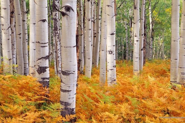 Birch grove autumn mood