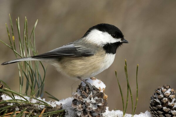 Ein Vogel, der sehr gut aussehend ist, sitzt auf einem Tannenzapfen.